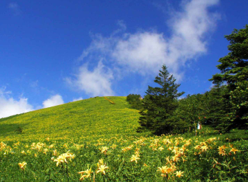 霧降高原キスゲ平園地イメージ
