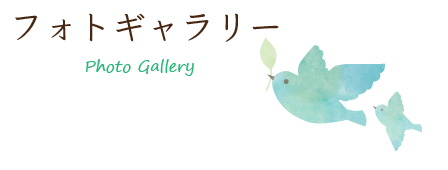 フォトギャラリー・Photo gallery